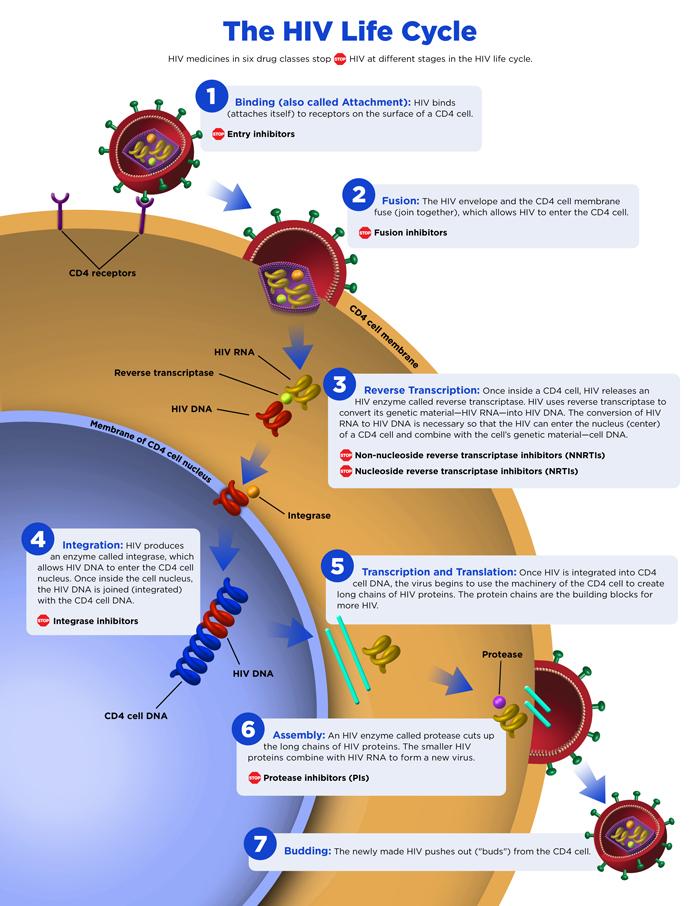 How can I learn more about the HIV life cycle? Read information from the National Institute of Allergy and Infectious Diseases (NIAID) on how HIV causes AIDS.