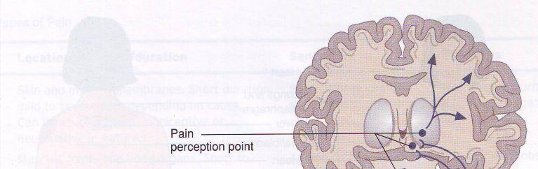 (Fig.1) the process of pain perception Pain theories 1.
