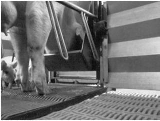 70 Factors affecting sow lactation feed intake Ambient Environment Facilities Equipment Sow Factors Gestation Feeding Feed Intake Management Air