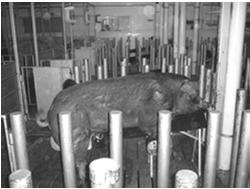 Meeting Nutritional Needs of Breeding Boars 91 Protein