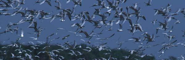 Evidence points to migratory wild birds as victims not vectors The main current threat to wild birds