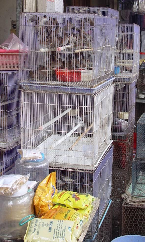 Separation of wild and domestic birds Live Wildlife Markets Birds packed very close together, multi-species groups, poor conditions Domestic and wild birds in close proximity Birds often transported