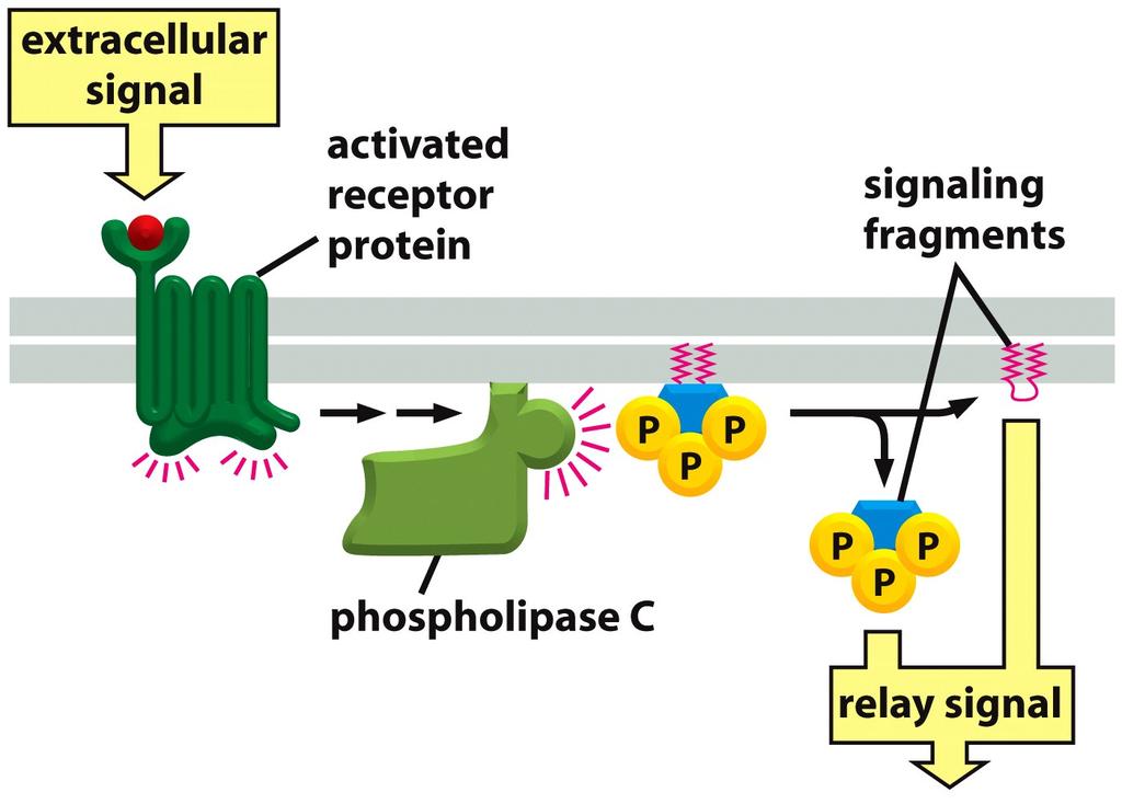 2. Phospholipases Produce Signaling