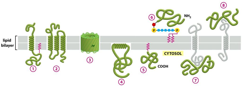The 3 Basic Categories of Membrane Protein GPI Anchor Single-Pass Mul%-pass β-strands Transmembrane Helix Linker Domain Fa_y acyl anchor