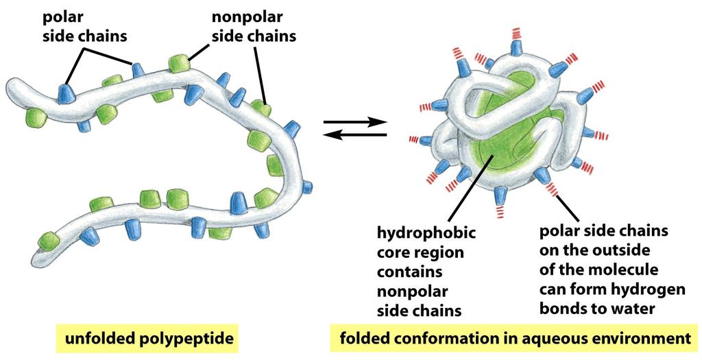 Membrane Domains are Inside-Out Right-Side Out Soluble Protein