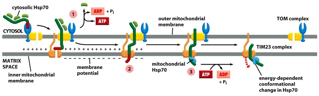Protein Import into the Matrix Requires ATP Hydrolysis and an Intact Proton Gradient
