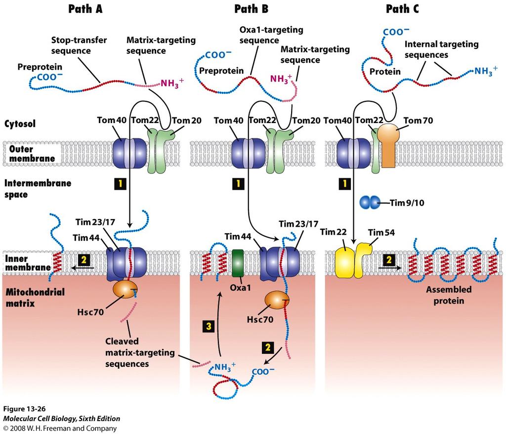 Targe%ng to the Inner Membrane Occurs Via 3 Dis%nct Routes Stop-Transfer-Mediated Oxa1-Mediated