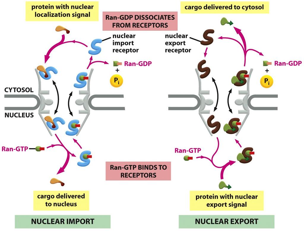 Nuclear Import and Export Operate Via Reciprocal Use of the Ran-GDP/GTP