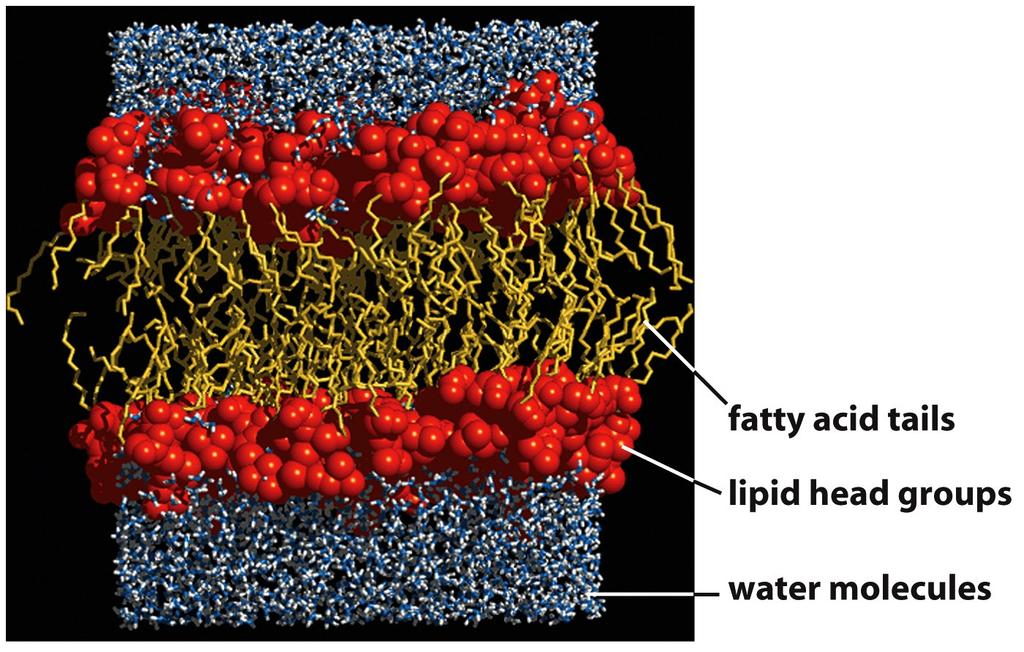 Bilayers are Thermodynamically Stable Structures Formed from Amphathic Lipids