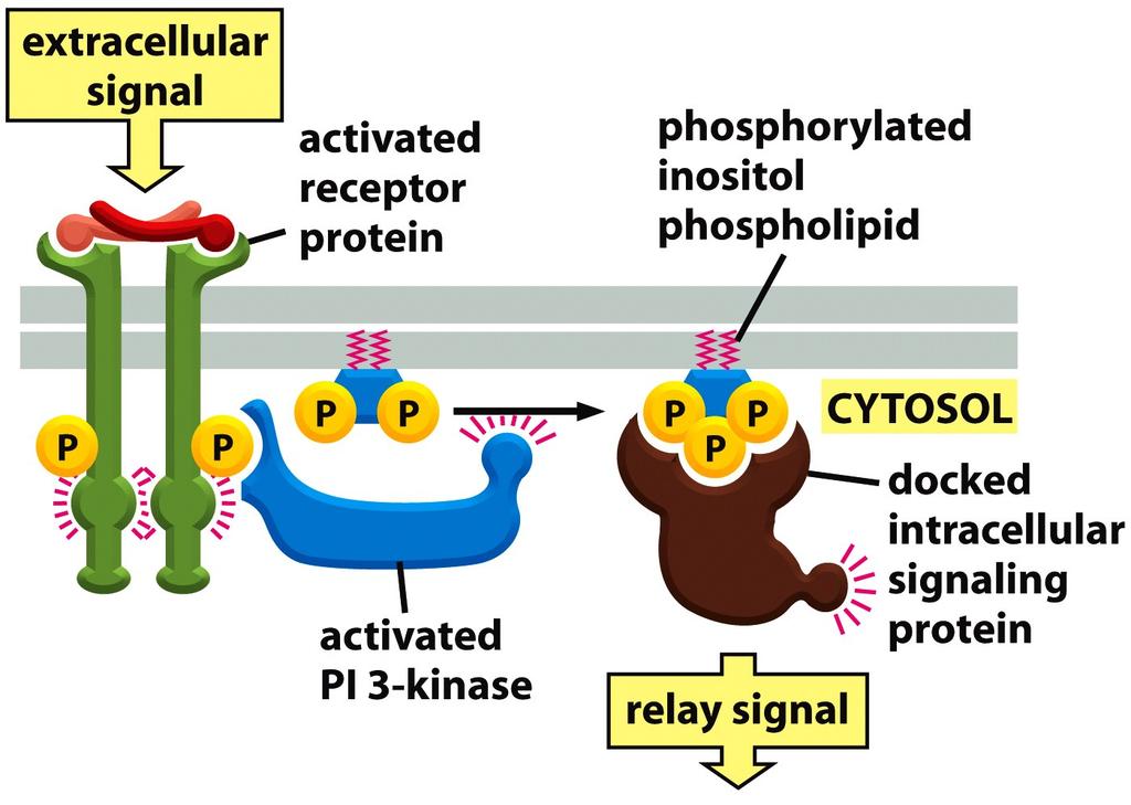 Phospholipids are Involved in Signal Transduc%on 1.