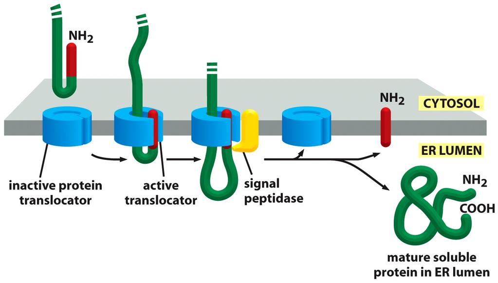How a soluble protein is translocated across the ER membrane