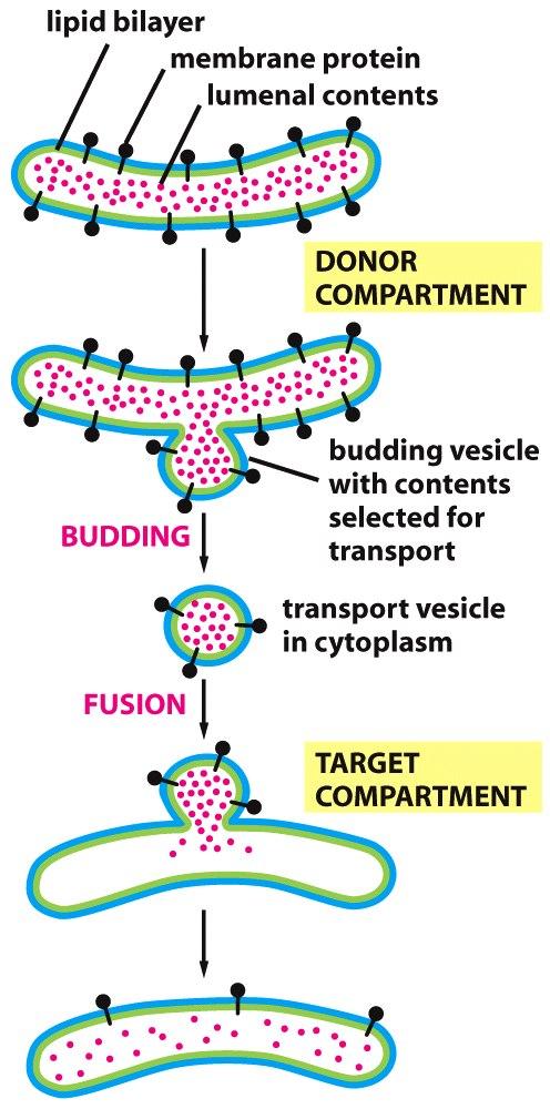 Figure 12-7 Molecular Biology of the Cell