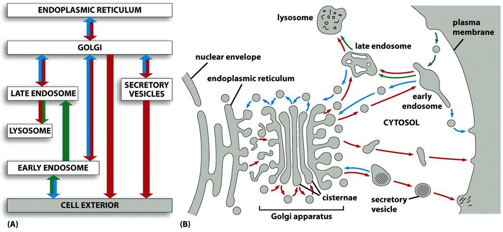 Intracellular compartments of eukaryotic cell involved in vesicular transport each compartment encloses a space lumen that is topologically equivalent to the outside of the