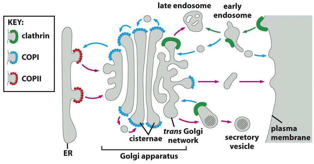 Three types of coated vesicles are involved in transportation of molecules Figure 13-5 Molecular Biology of the Cell (2008) COPI-coated transport vesicles (Coat Protein) involved in the retrograde