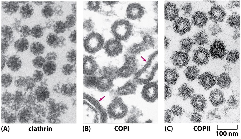 Three types of coated vesicles are involved in transportation of molecules Different coat proteins select different cargo and shape the transport