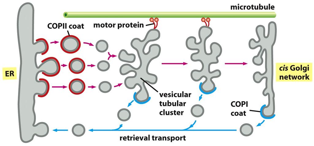 Vesicular tubular clusters move along the microtubules to carry proteins from ER to GA COPI coats mediate the budding of vesicles that return to the ER coats quickly disassemble after the vesicles