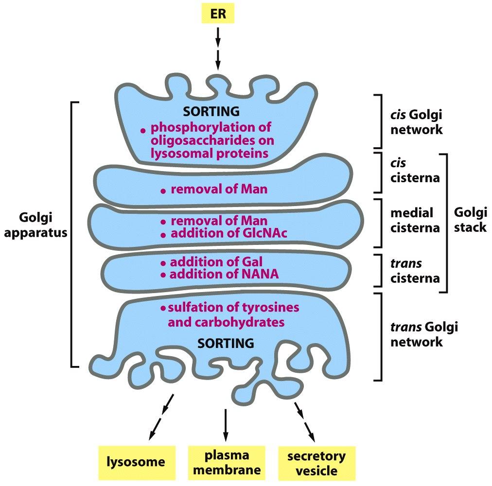 GA biochemical compartments each compartment has its own specific set of enzymes for