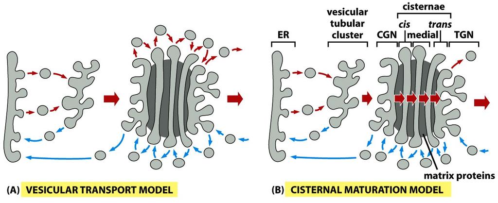 Two possible models explaining the organization of GA and transport of proteins from one cisterna to the next vesicular transport model cisternaes are static and contain a characteristic complement