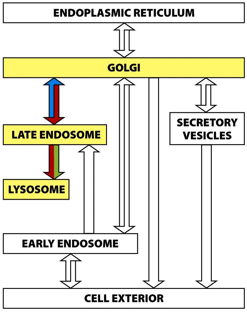 Transport from trans Golgi network to lysosomes Page