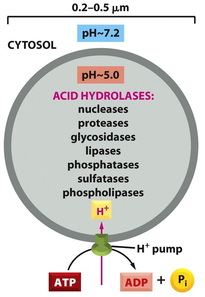 Lysosomes acid hydrolases are hydrolytic enzymes that are active under acidic conditions lumen is maintained at acidic ph
