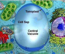 Plant and fungal vacuoles are remarkably versatile lysosomes most plant and fungal cells (including yeasts) contain one or several very large, fluid-filled vesicles vacuoles occupy