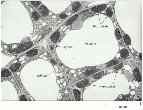 electron micrograph of cells in a young tobacco leaf cytosol as a thin layer, containing chloroplasts, pressed against the cell wall by the enormous vacuole membrane of the vacuole is called the