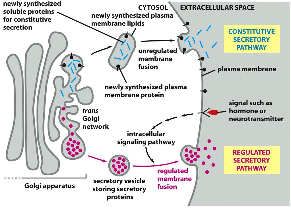 The constitutive and regulated secretory pathways constitutive secretory pathway operates in all cells and leads to continual unregulated protein secretion some cells also possess a distinct