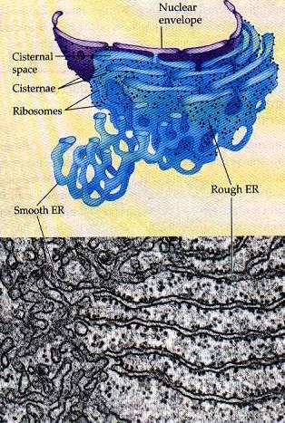 Rough ER - ribosomes on cytoplasmic side