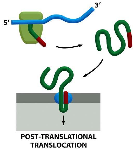 danger of folding up before reaching the translocator in the ER membrane chaperone proteins are not required to keep the protein unfolded