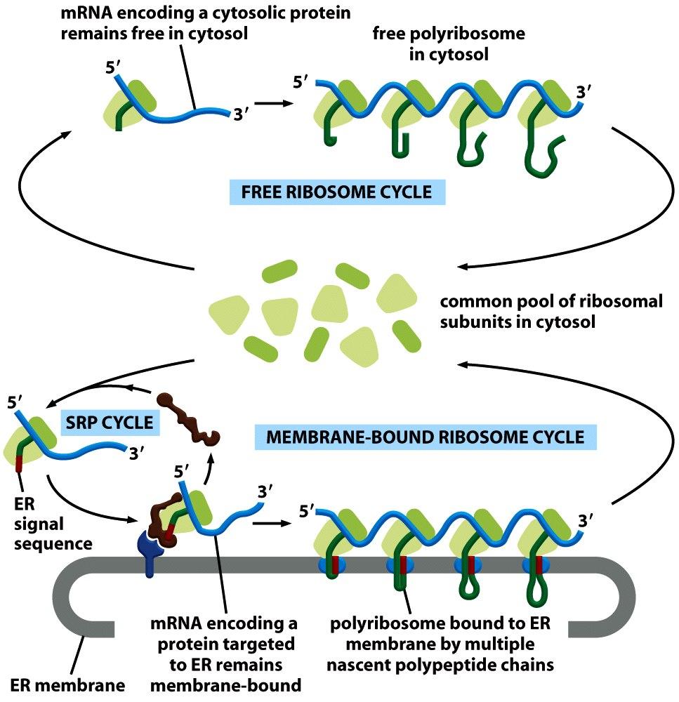 Two spatially separate populations of ribosomes in the cytosol free ribosomes unattached to any membrane synthesize all proteins encoded by the nuclear genome that are not translocated to ER