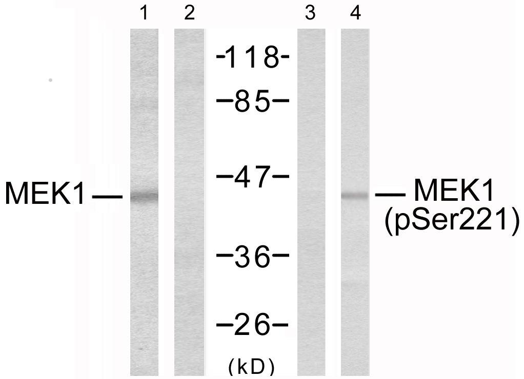 Specificity/Sensitivity: MEK1 (phospho-ser221) antibody detects endogenous levels of MEK1 only when phosphorylated at serine 221. Applications: WB: 1:500~1:1000 IHC: 1:50~1:100 Swiss-Prot No.