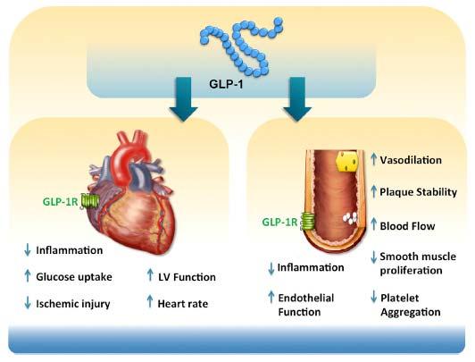 2 GLP-1 Modifies CV Risk through Direct and Indirect Actions in Multiple Organs Drucker, The Cardiovascular Biology of Glucagonlike Peptide-1, Cell Metabolism (2016), http://dx.doi.g/10.1016/ j.cmet.
