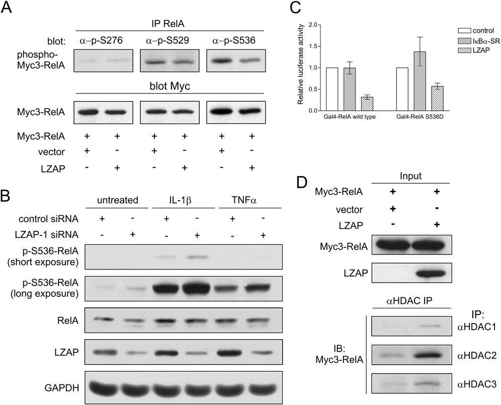 Figure 6. LZAP Regulates RelA Phosphorylation and HDAC Binding (A) LZAP inhibits phosphorylation at serine 536 of RelA.