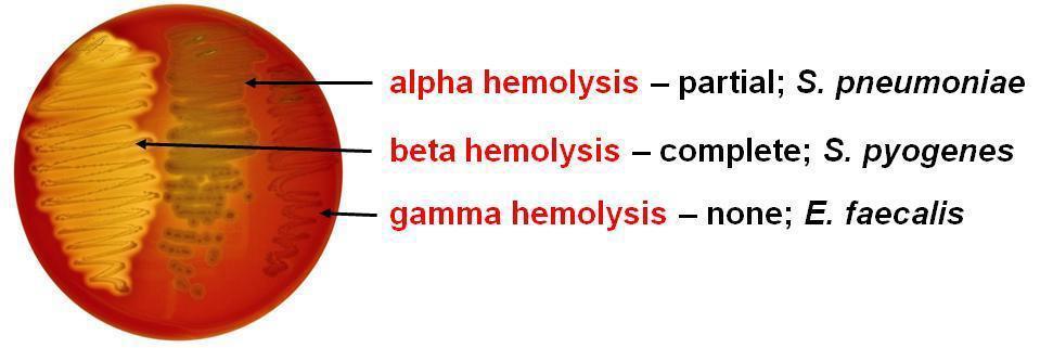 Classification of Streptococci based on (1) - Hemolysis reactions on blood agar) (Brown in 1903) The type of hemolytic reaction on blood agar has long been used to classify the streptococci.