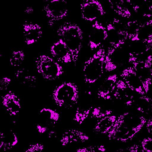 Cells also can be fixed and permeabilized before or after staining. LipidSpot stains show minimal background staining of cellular membranes or other organelles, unlike traditional dyes like Nile Red.