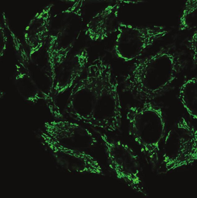 MitoView 488 JC-1 and Other Mitochondrial Dyes In healthy cells, JC-1 dye aggregates in mitochondria as a function of membrane potential, resulting in red fluorescence (Ex/Em 585/590 nm) with