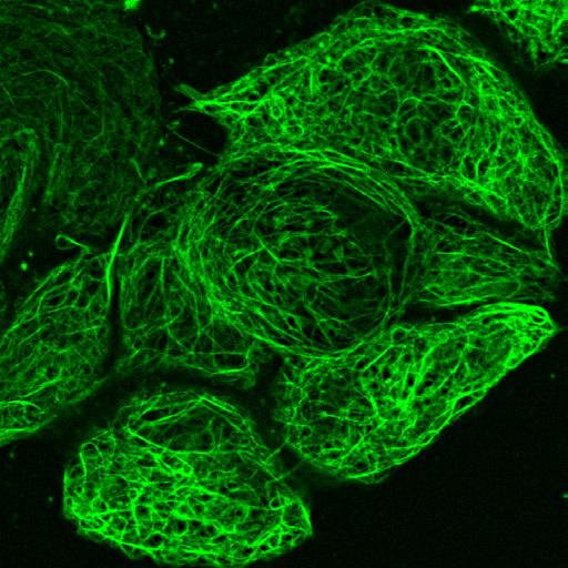 Cytoskeleton Probes ViaFluor Live Cell Microtubule Stains Phalloidin conjugates ViaFluor Live Cell Microtubule Stains are fluorescent cell-permeable taxol probes for imaging the microtubule