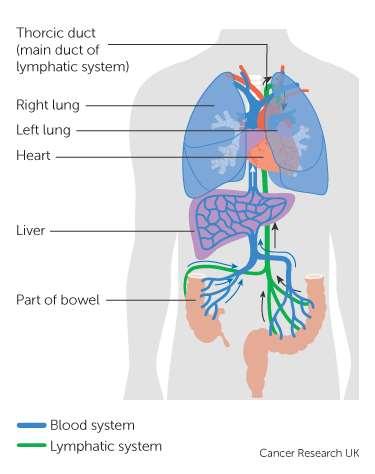 Liver metastases important factor in survival Vital organ