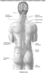 Chapter 12 Spinal Cord and Spinal Nerves 1 Spinal Cord Extends from foramen magnum to second lumbar vertebra Segmented: Cervical, Thoracic, Lumbar & Sacral Gives rise to 31 pairs of spinal nerves Not