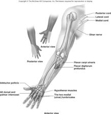 Ulnar Nerve (Lab) Movements at wrist, fingers, hand Skin- medial 1/3 of hand, little finger, and medial 1/2 of ring finger 28