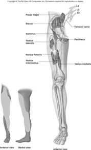 middle side of thigh 32 Femoral Nerve (Lab) Movements of hip and knee: iliopsoas,