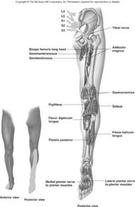 Tibial Nerve (Lab) The two nerves together referred to as the sciatic (ischiadic) nerve Tibial Movement of hip, knee, foot, toes Skin: none Branches are medial and lateral