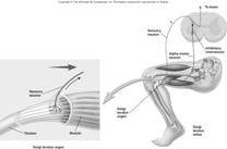 Golgi Tendon Reflex Prevents contracting muscles from applying excessive tension to tendons Golgi tendon organ.