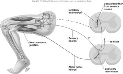 Withdrawal Reflex with Reciprocal Innervation 16