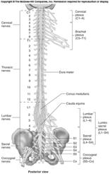 entire nerve 19 Spinal Nerves Thirty-one pairs of spinal nerves First pair exit vertebral column between skull
