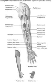 Radial Nerve (Lab) Movements at elbow and wrist, thumb