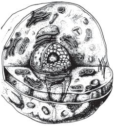 Section 3: Structures and Organelles In your textbook, read about structures and organelles. Label the diagram of a typical animal cell. Use these choices: 1. 2.