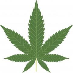 Methods Marijuana use assessment.