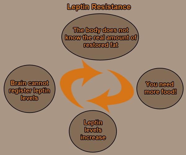 Leptin also plays a part in many other functions of the body: hunger, stress, the storing and burning of fat, body temperature, heartbeat, reproduction, bone formation, and blood sugar levels.