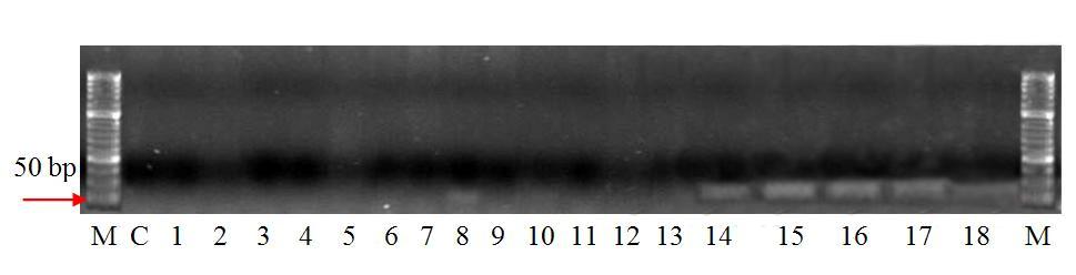 RESULTS Figure 7: Agarose gel electrophoresis of DNA amplification of fungal species commonly found with Fusarium head blight, matrix DNA and different isolates of F.